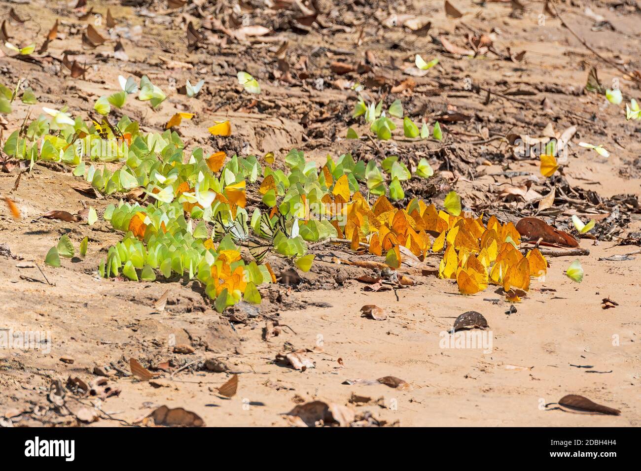 Sciame di farfalle su una riva del fiume della foresta pluviale sul fiume Teles Pires in Brasile Foto Stock