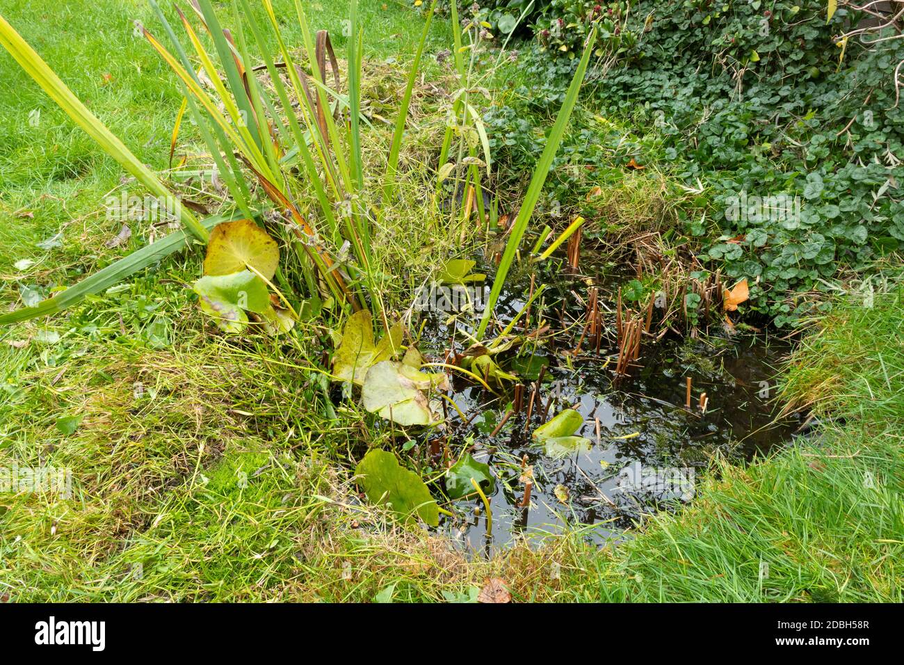 Mantenimento di un giardino stagno fauna selvatica in autunno 3, Regno Unito. Un piccolo stagno del giardino dopo la compensazione e la rifilatura le piante eccedenti del laghetto. Foto Stock