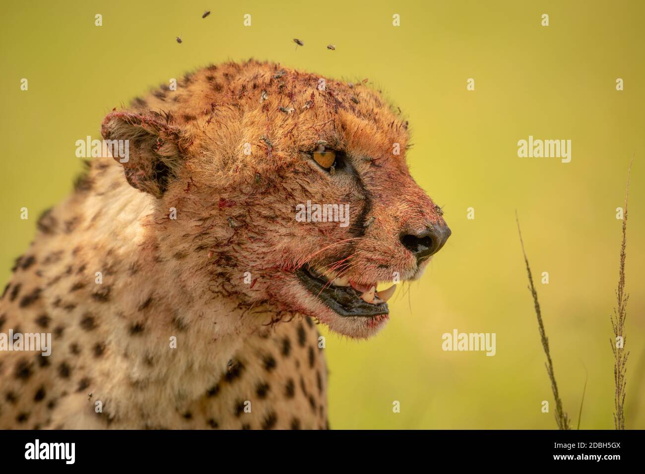 Primo piano di sanguinosa ghepardo circondato da mosche Foto Stock