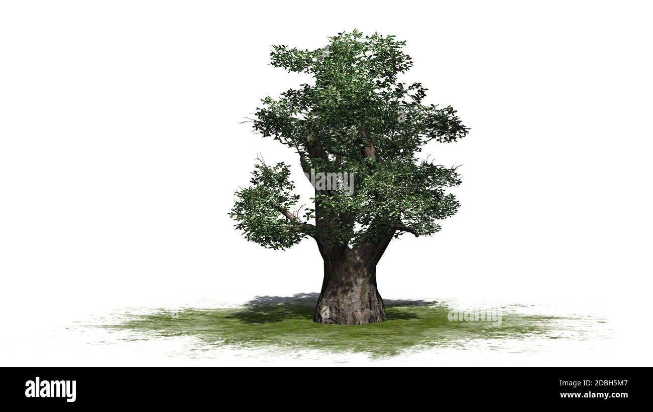 Albero africano Baobab - isolato su sfondo bianco Foto Stock