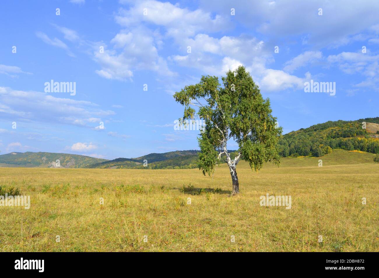 betulla su uno sfondo di foreste di montagna Foto Stock