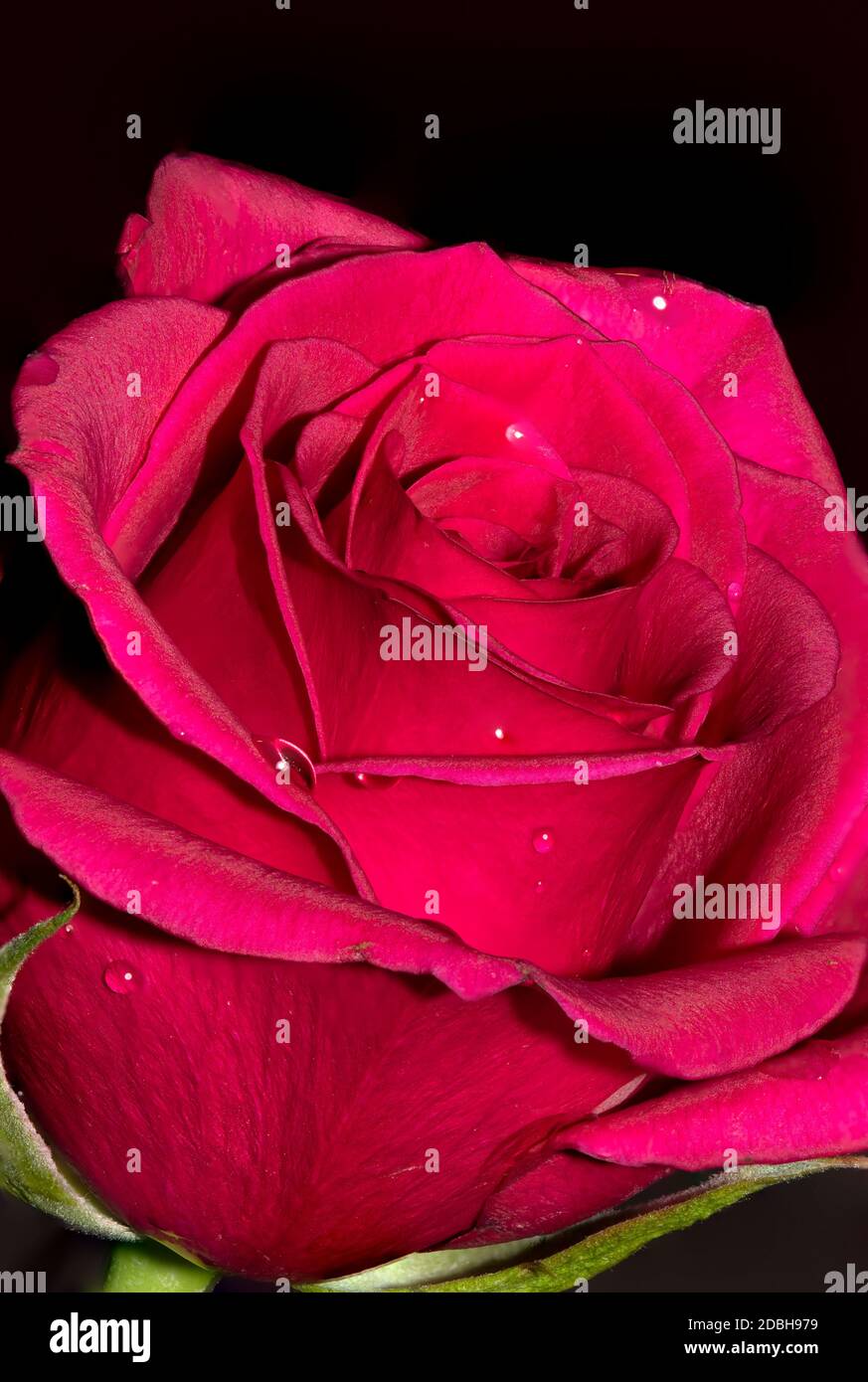 Rose fresche su uno sfondo piano nero Foto Stock