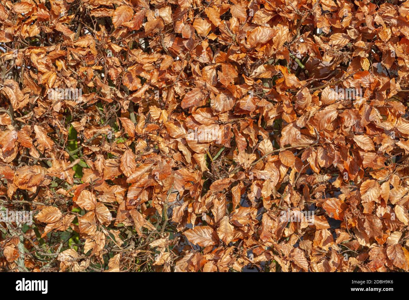 In autunno la pittura, Autunno foglie di acero, diversi colori. Giallo, rosso borgogna, verde, arancione - Immagine Foto Stock