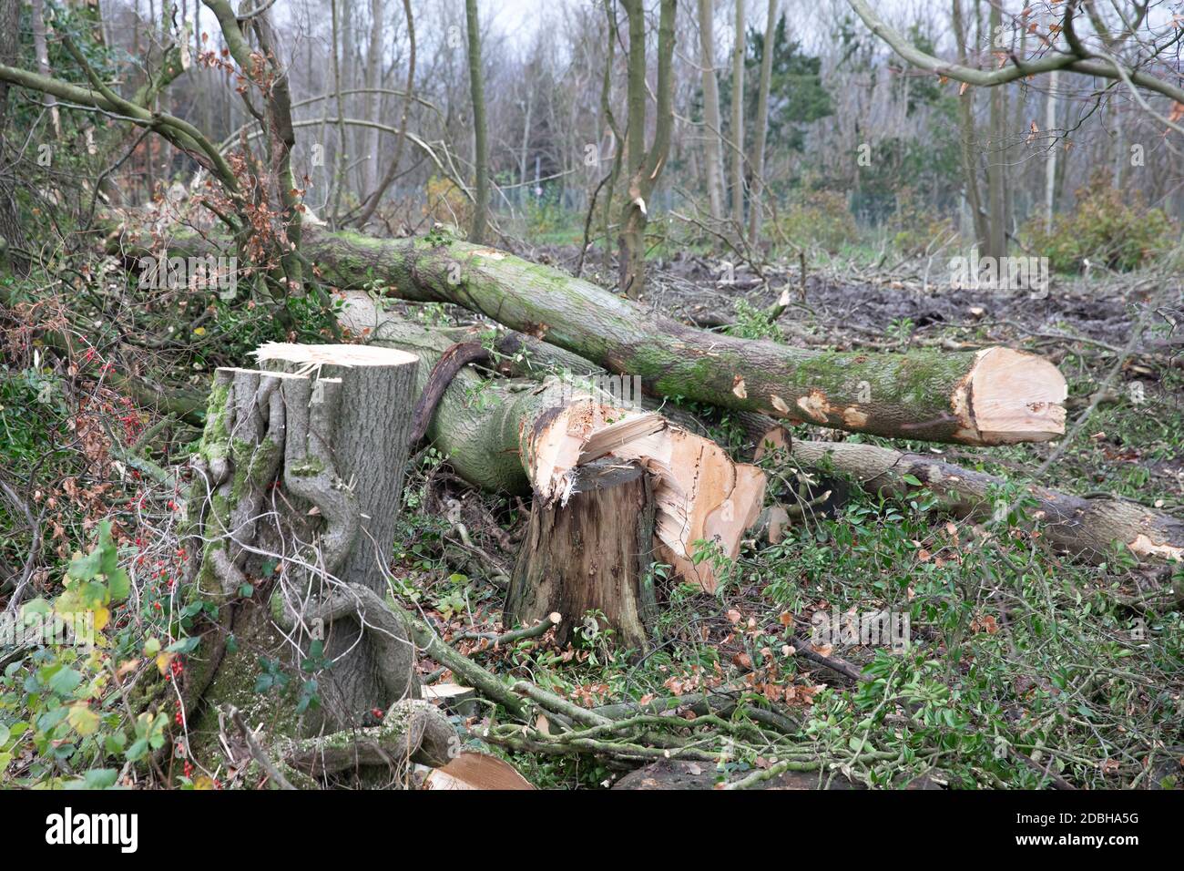 Titsey,Surrey,UK,17 Novembre 2020,la deforestazione si svolge su White Lane, Titsey in Surrey. Gli alberi di cenere vengono abbattuti a causa di malattie che li rendono insicuri e instabili. Gli alberi saranno tutti sostituiti con nuove segature come la perdita di alberi e di altra vegetazione può causare il cambiamento climatico, desertificazione, erosione del suolo, meno raccolti, inondazioni, aumento dei gas serra nell'atmosphere.Credit: Keith Larby/Alamy Live News Foto Stock