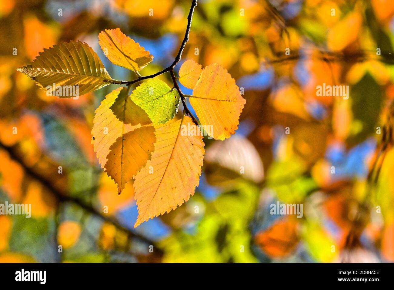 Foglie di faggio autunnali. Ottobre è il tempo di caduta delle foglie. Foto Stock
