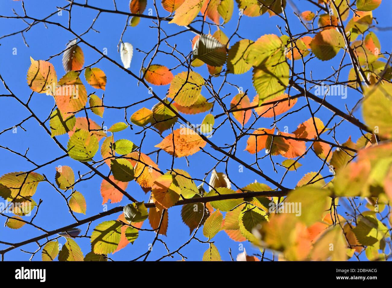 Foglie di faggio autunnali. Ottobre è il tempo di caduta delle foglie. Foto Stock