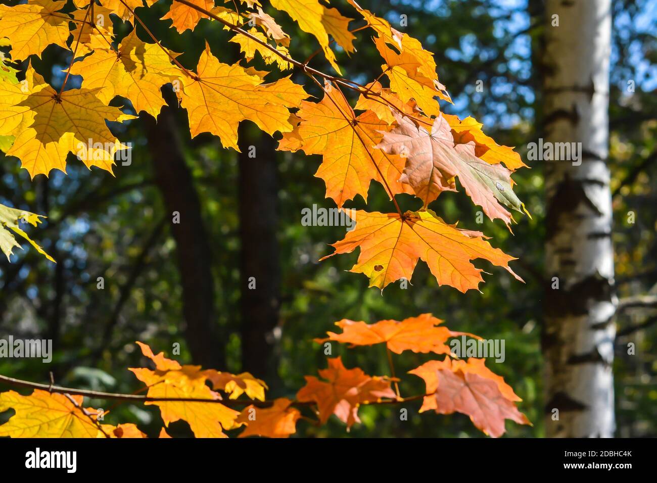 Foglie d'acero d'autunno. Ottobre è il tempo di caduta delle foglie. Foto Stock