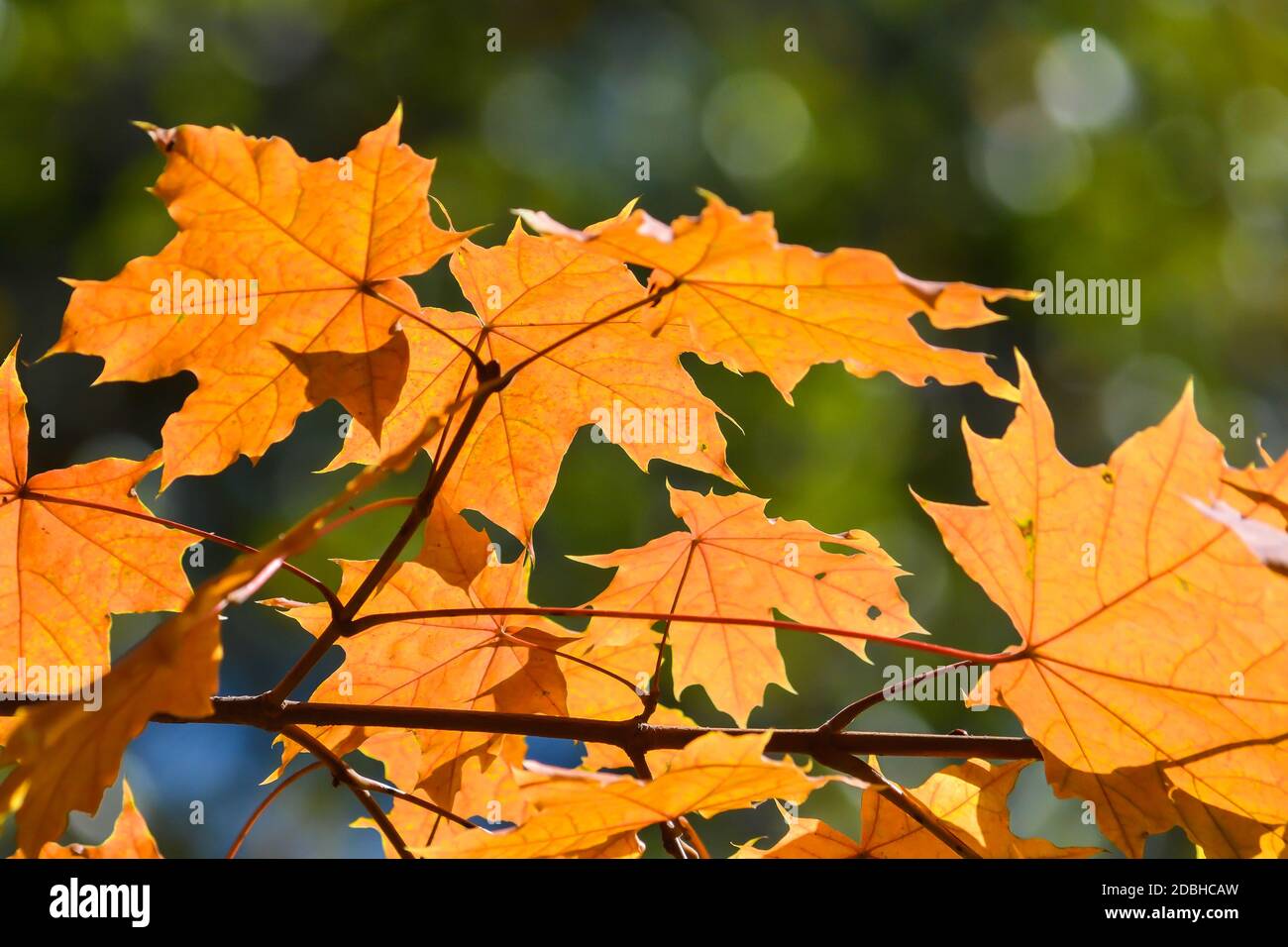 Foglie d'acero d'autunno. Ottobre è il tempo di caduta delle foglie. Foto Stock