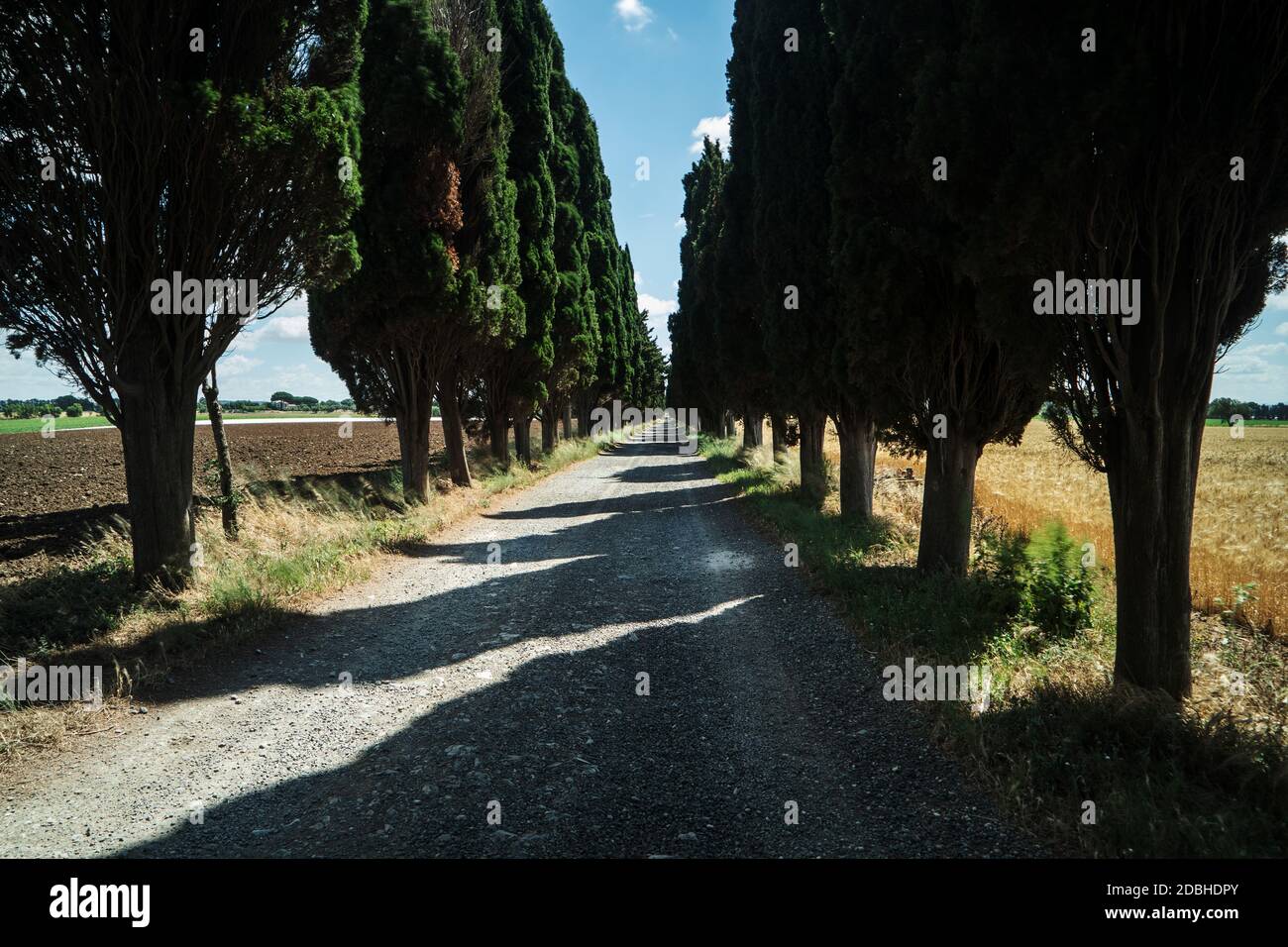 Cipressi alberi. Strada provinciale in Viterbo (Lazio, Italia, Europa) Foto Stock