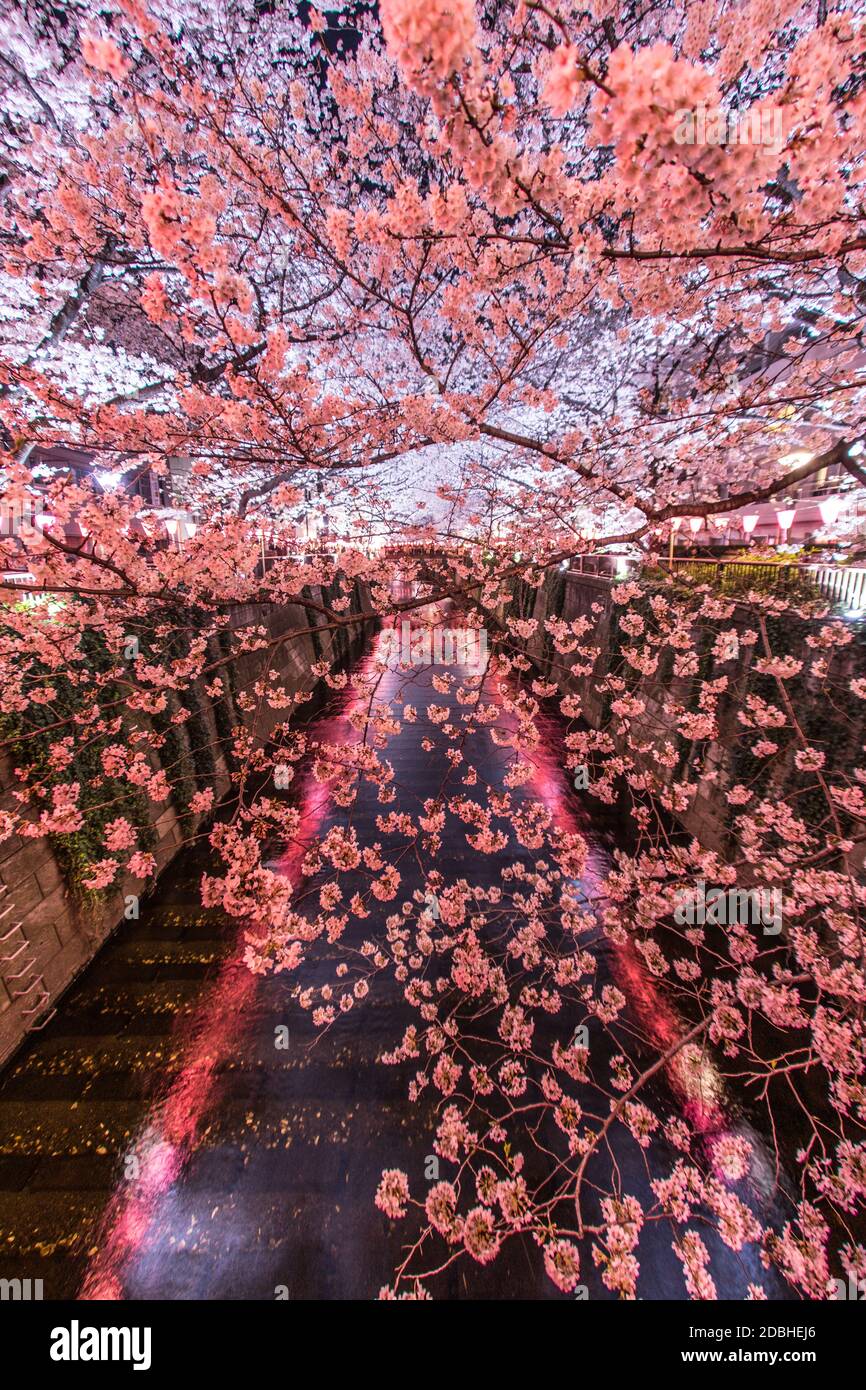 Di andare a vedere fioritura dei ciliegi di notte Nakameguro fiume Meguro. Luogo di ripresa: Area metropolitana di Tokyo Foto Stock