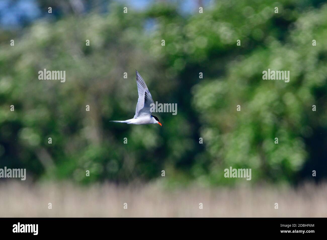 Terna comune in volo su un lago in sassonia Foto Stock
