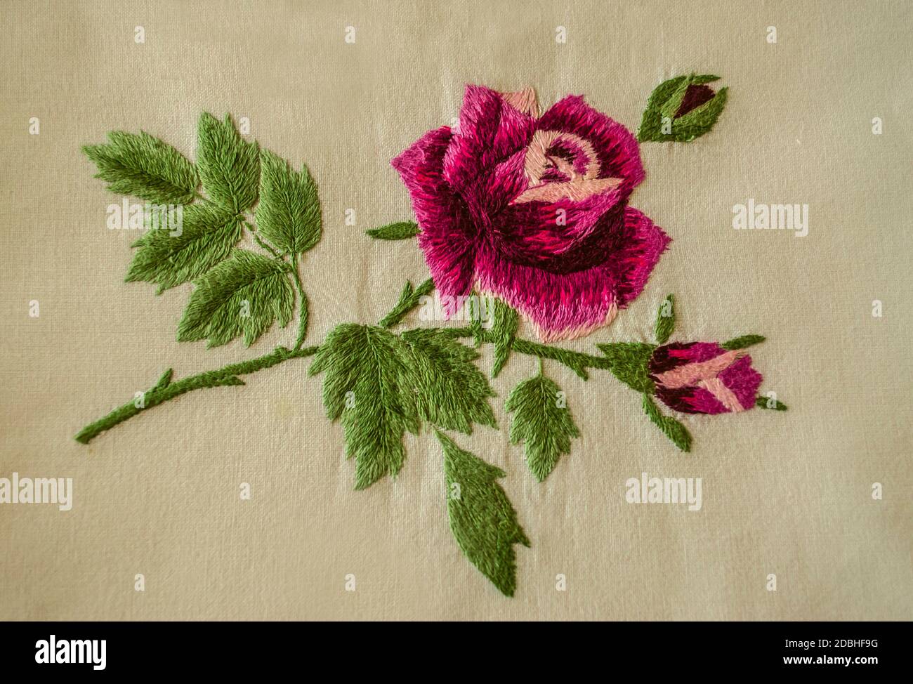 Fiore di rosa ricamato grande con petali rosso-rosa su a. ramificazione con boccioli e foglie verdi su un cotone bianco tessuto Foto Stock