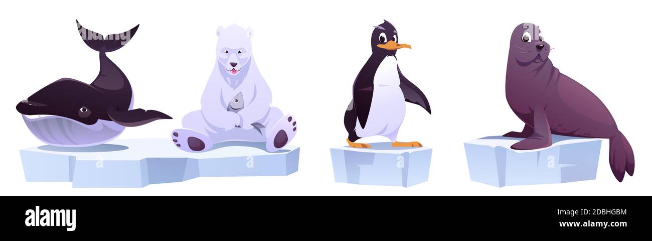 Animali selvatici del cartone animato su ghiaccio galleggia balene di mare, orso bianco, pinguino e foca. Abitanti del Polo Nord nel parco zoo o all'aperto. Bestie in fauna isolato su sfondo bianco, illustrazione vettoriale, set Illustrazione Vettoriale