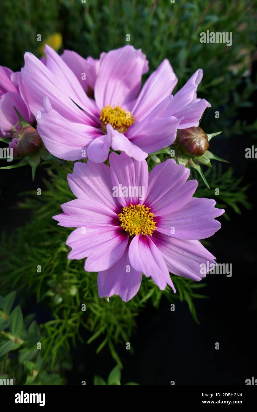 Cosmos bipinnatus Foto Stock