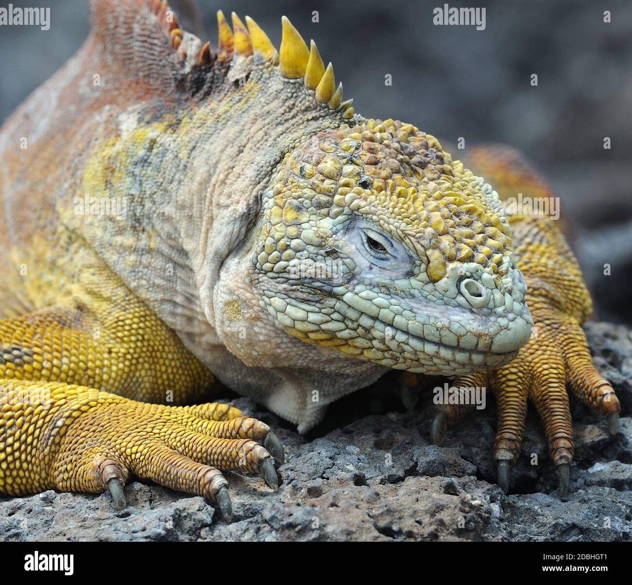 Un maschio di terra Galapagos iguana (Conolophus subcristatus). Isla Plaza Sur, Santa Cruz, Galapagos, Ecuador Foto Stock