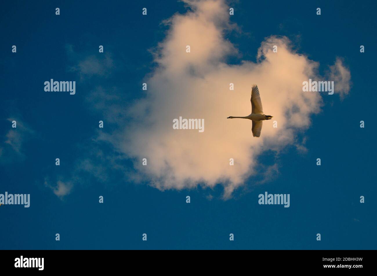 Swan volo, cielo blu e nuvole, grande uccello bianco, sole, Foto Stock