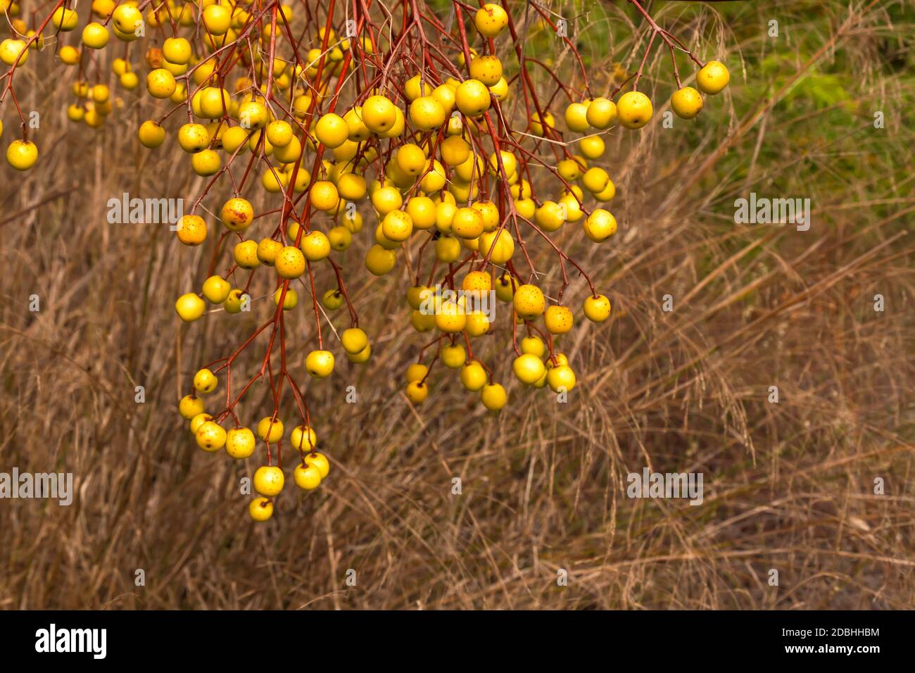 Frutti maturi di chinaberry su sfondo sfocato di asciutto erba Foto Stock