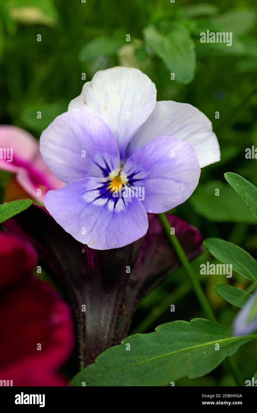 Porpora viola cornuta Viola cornuta Foto Stock