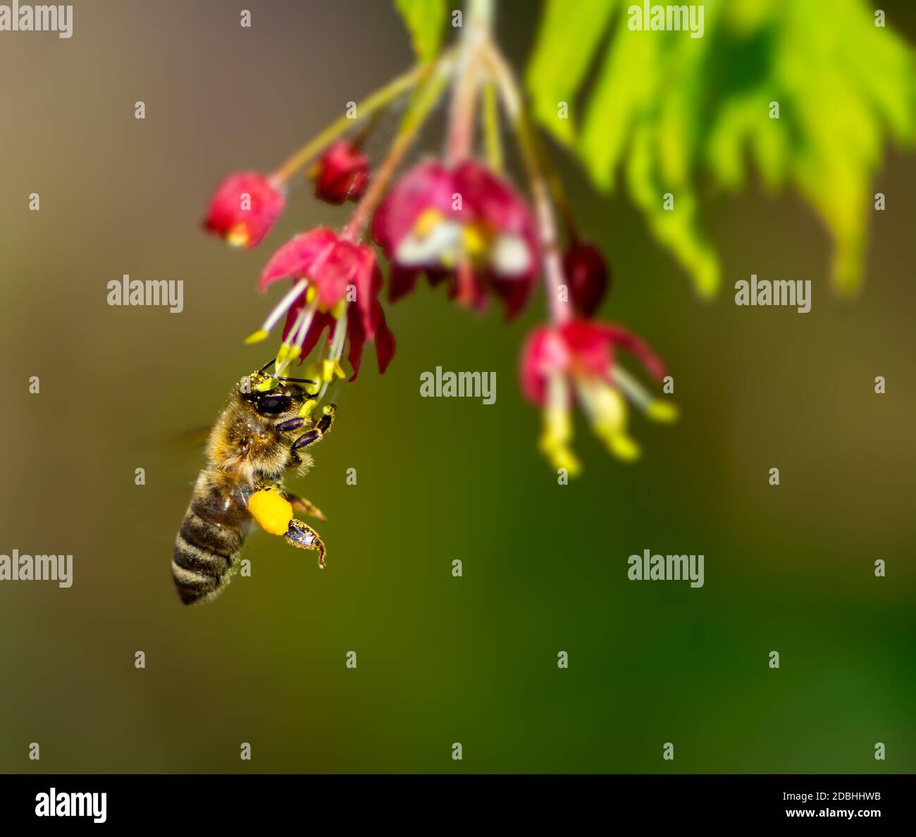 Ape che vola verso un fiore di un albero d'acero giapponese Foto Stock