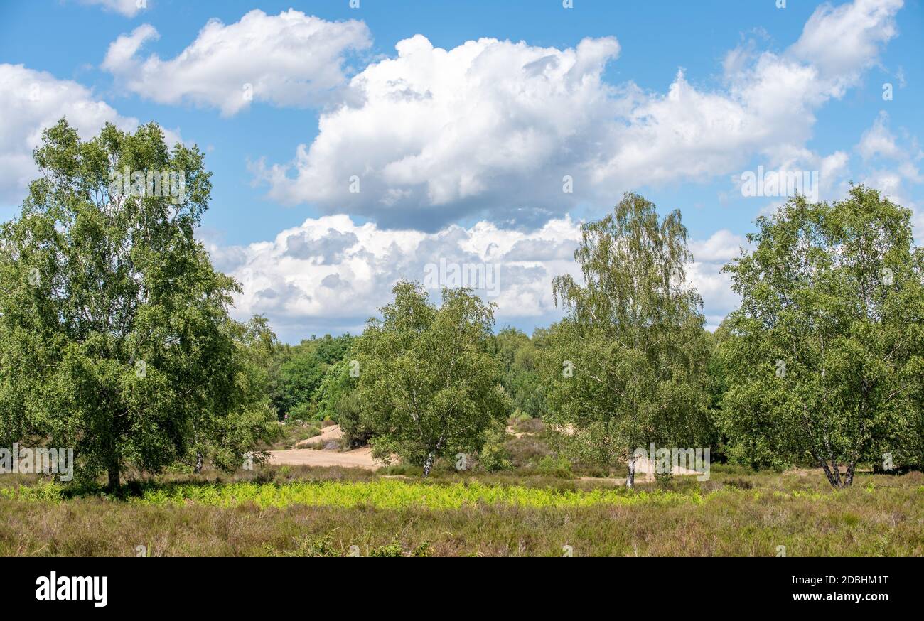 Wahner Heide Foto Stock