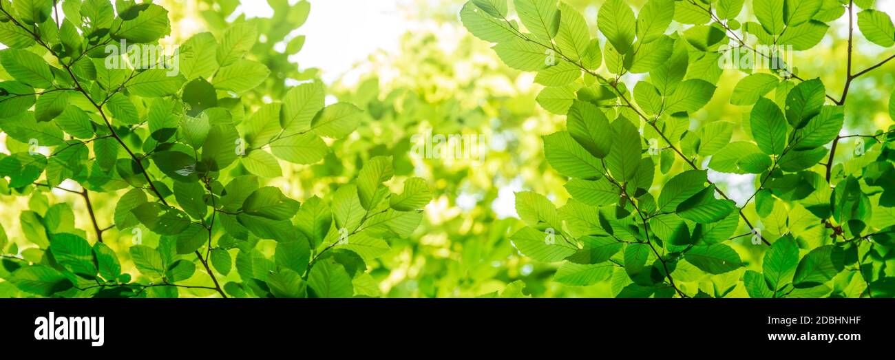 Foglie di albero verde alla luce del sole, soleggiato giorno primaverile nel parco Foto Stock