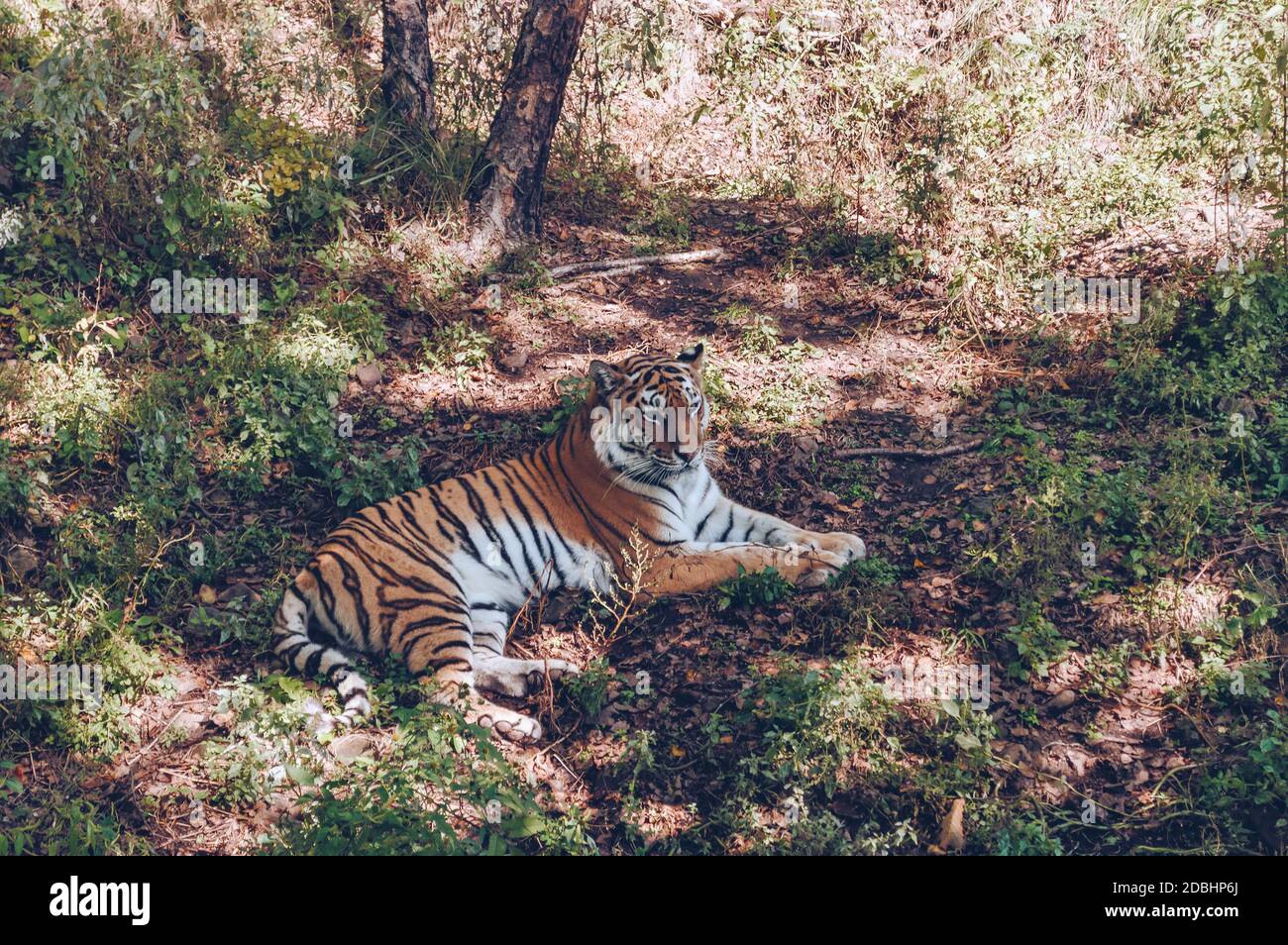 bella tigre amur rilassante a terra in autunno soleggiato giorno Foto Stock