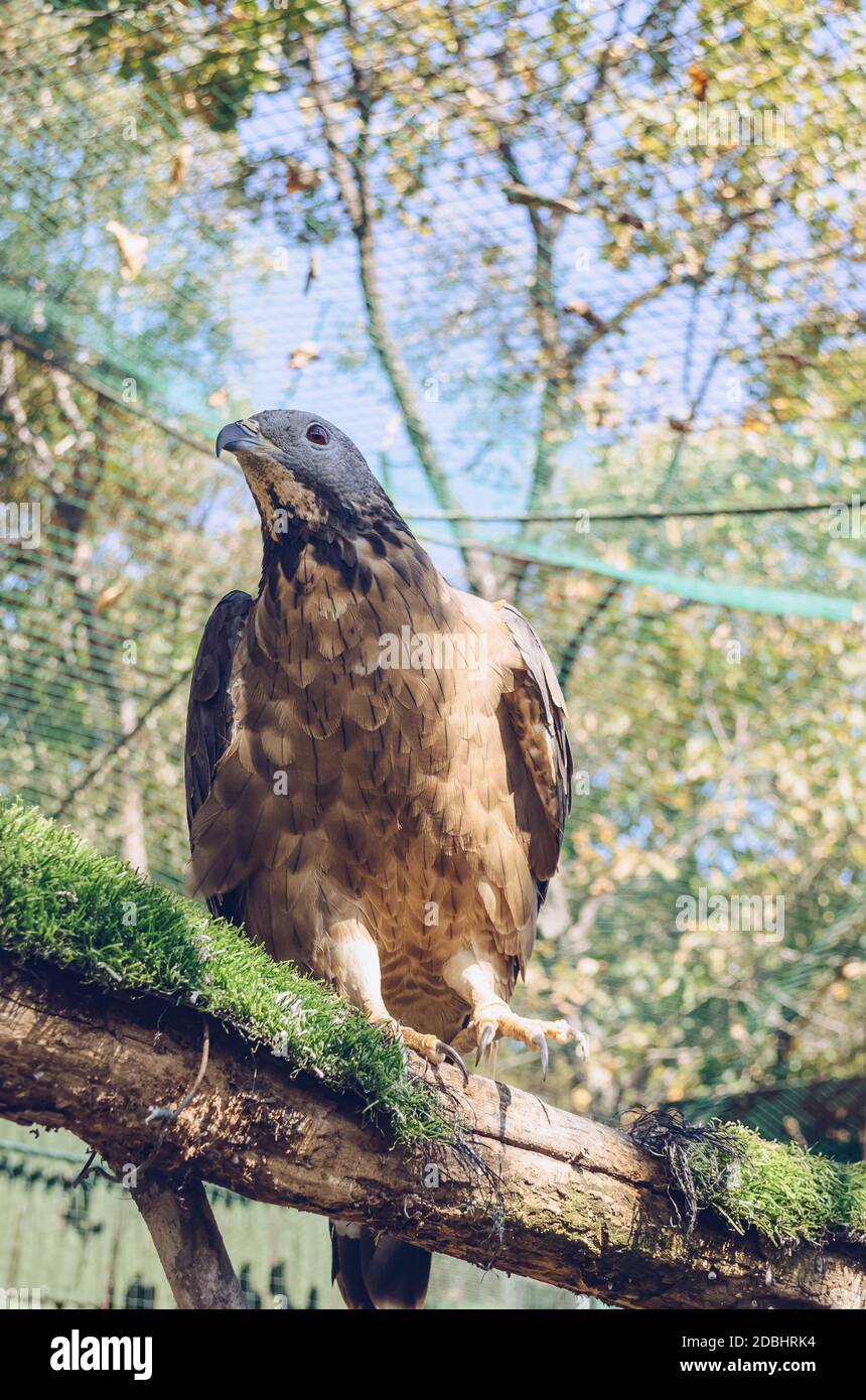 ritratto di miele-buzzard seduto sul ramo di albero sul sole giorno Foto Stock