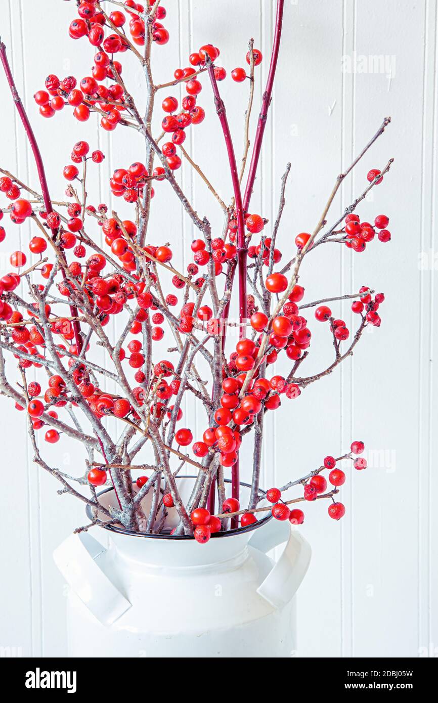 PIANTA DI AGRIFOGLIO Winterberry Ilex Verticillata Pianta Vera Bacche - Foto 7