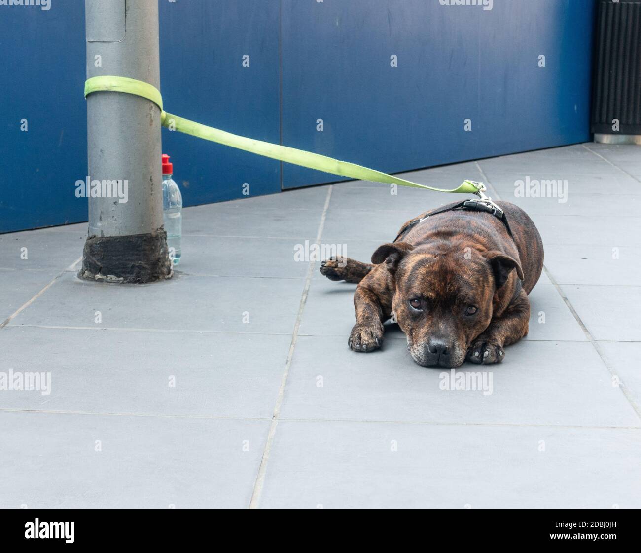 Pit Bull Terrier legato al palo lampada fuori negozio. Foto Stock