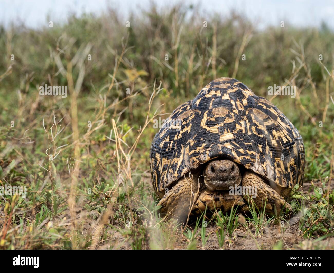 Tartaruga leopardata (Stigmochelys pardalis), Parco Nazionale Serengeti, Tanzania, Africa Orientale, Africa Foto Stock