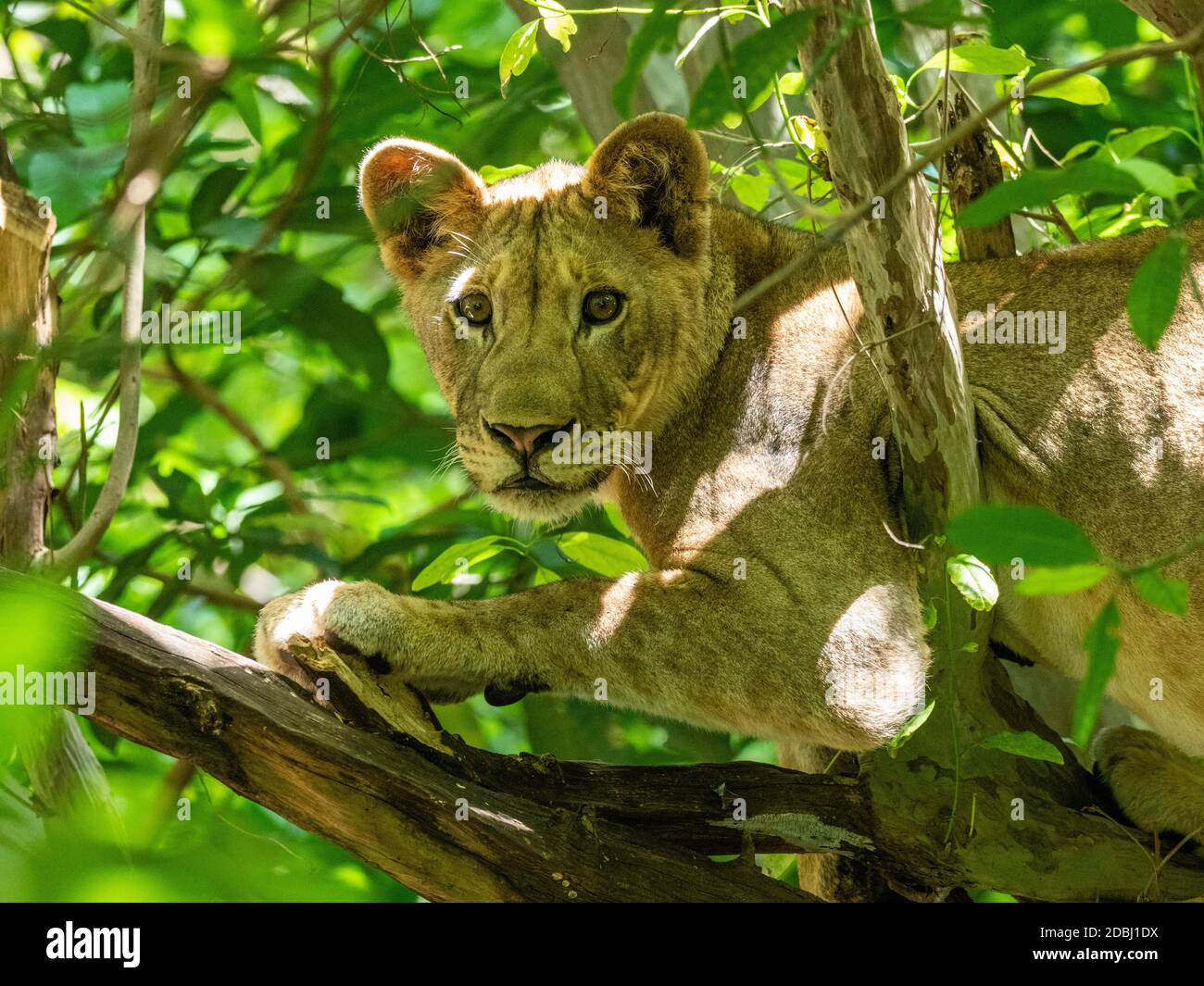 Una giovane leone femminile (Panthera leo), che riposa in un albero nel Parco Nazionale del Lago Manyara, Tanzania, Africa Orientale, Africa Foto Stock