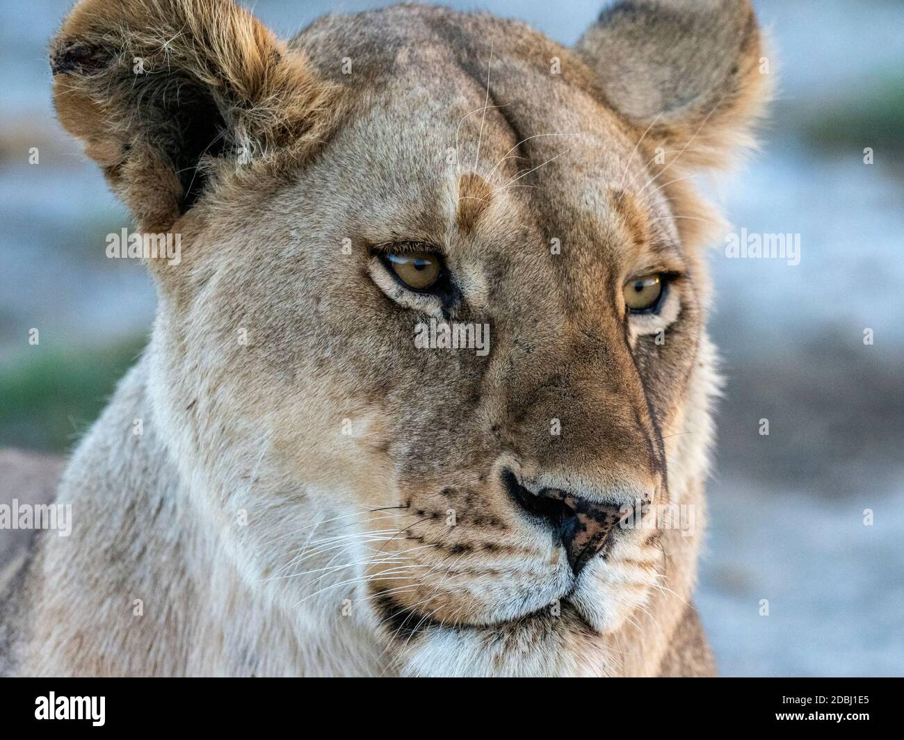 Un leone femminile (Panthera leo), viso dettaglio, Parco Nazionale Serengeti, Tanzania, Africa Orientale, Africa Foto Stock