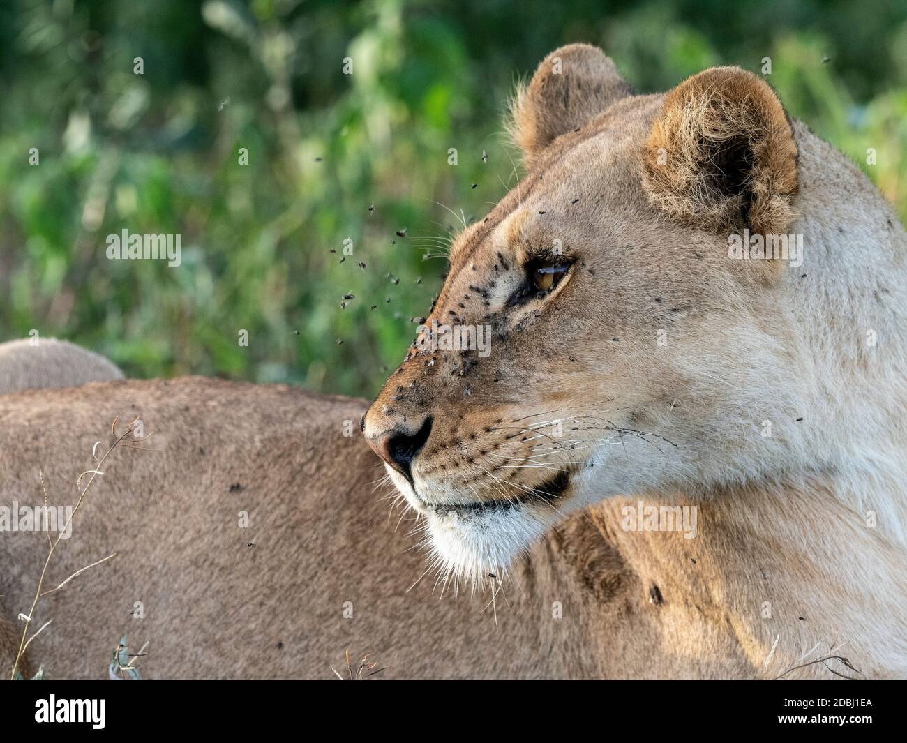 Una leonessa femminile (Panthera leo), Parco Nazionale Serengeti, Tanzania, Africa Orientale, Africa Foto Stock