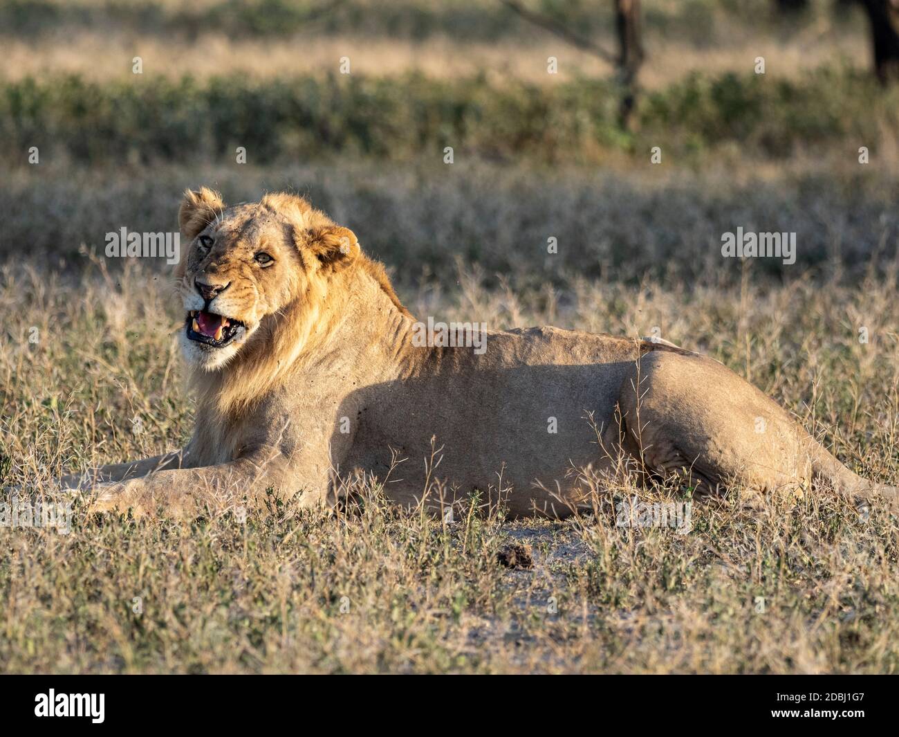 Un leone maschile (Panthera leo), Parco Nazionale Serengeti, Tanzania, Africa Orientale, Africa Foto Stock