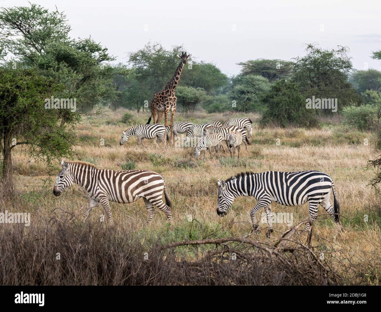 Zebre pianure (Equus quagga) con giraffa nel Parco Nazionale di Serengeti, Patrimonio dell'Umanità dell'UNESCO, Tanzania, Africa orientale, Africa Foto Stock