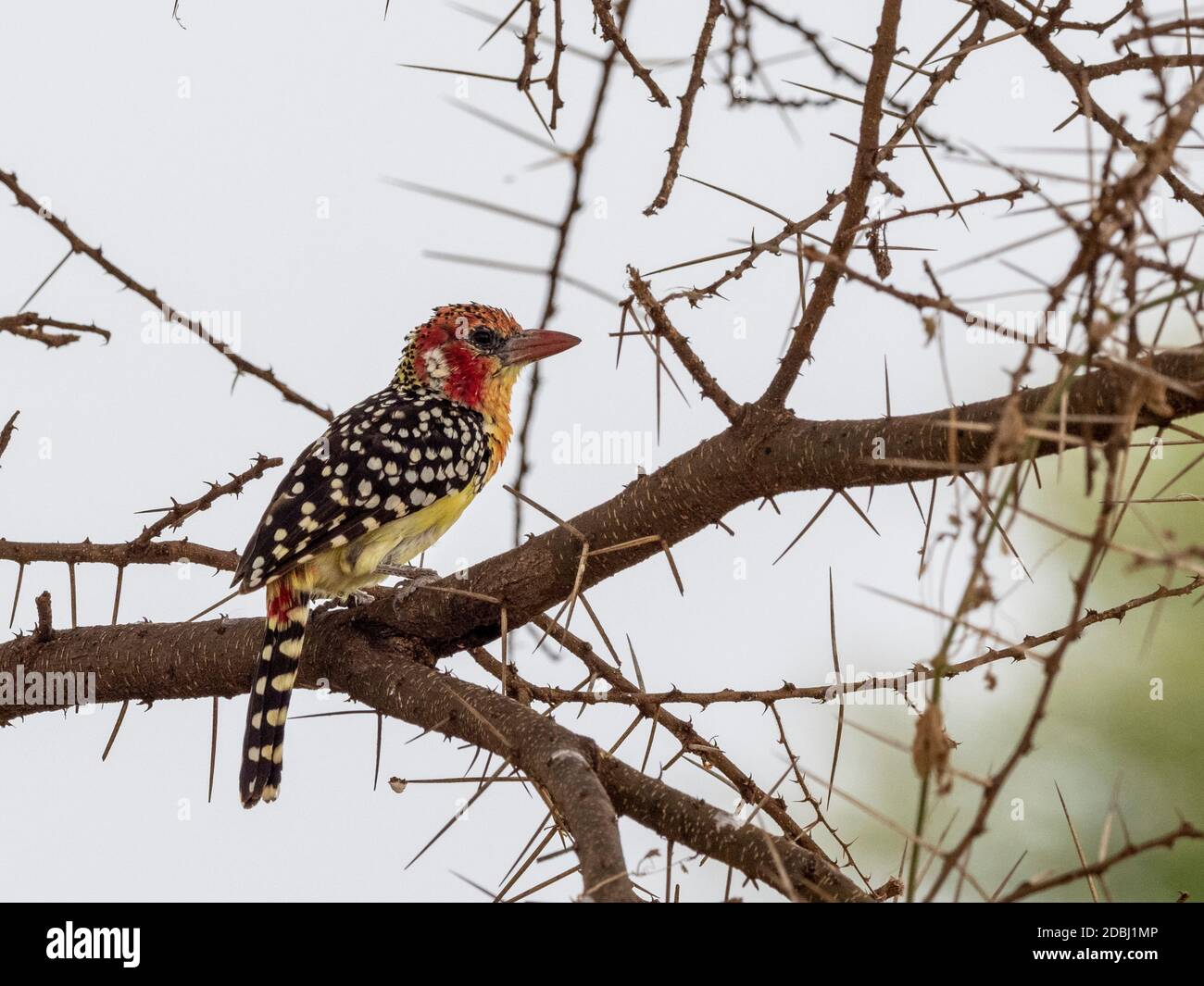 Un barbet rosso e giallo adulto (Trachyphonus erythrocephalus), Tarangire National Park, Tanzania, Africa orientale, Africa Foto Stock