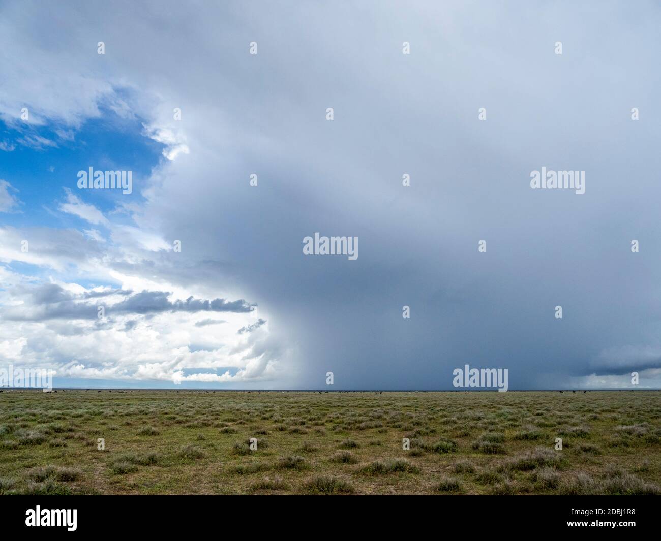 Pioggia che cade sulle pianure di Serengeti, Parco Nazionale di Serengeti, Patrimonio dell'Umanità dell'UNESCO, Tanzania, Africa orientale, Africa Foto Stock