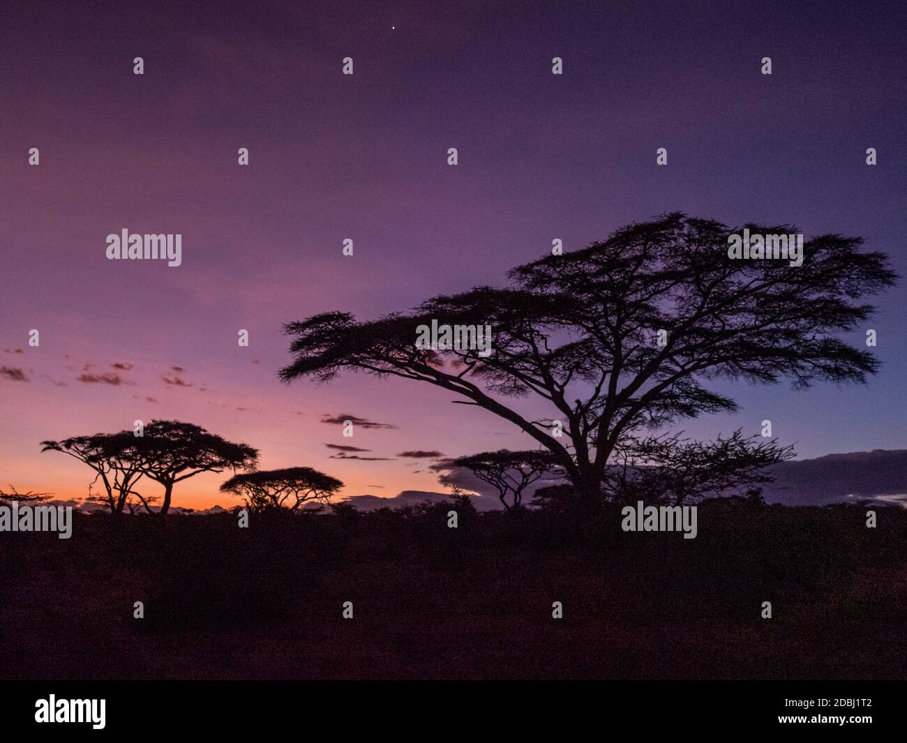 Alba su alberi di acacia nel Parco Nazionale di Serengeti, Patrimonio dell'Umanità dell'UNESCO, Tanzania, Africa orientale, Africa Foto Stock