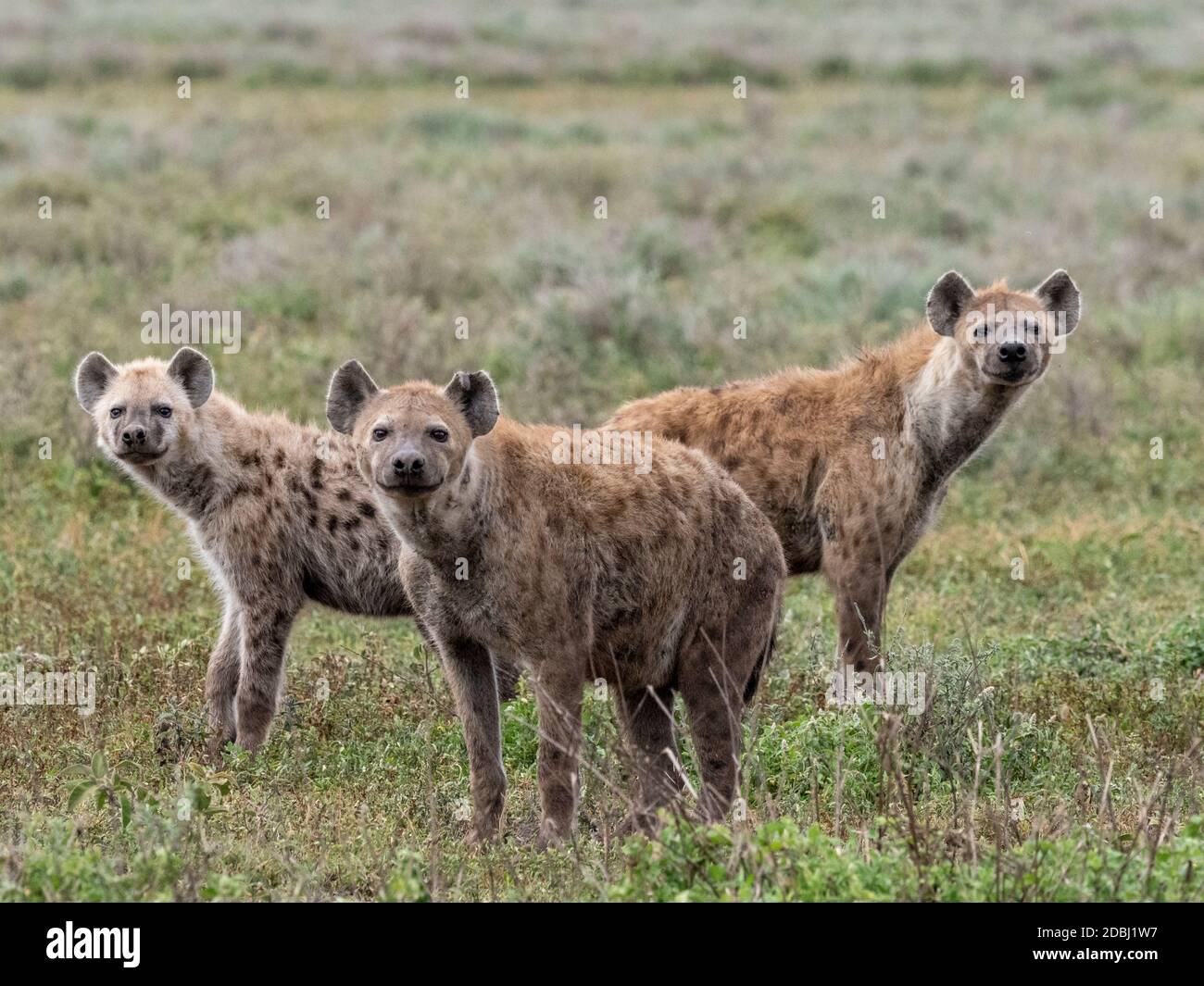 Iena macchiata (Crocuta crosca), pacchetto nel Parco Nazionale di Serengeti, Tanzania, Africa Orientale, Africa Foto Stock