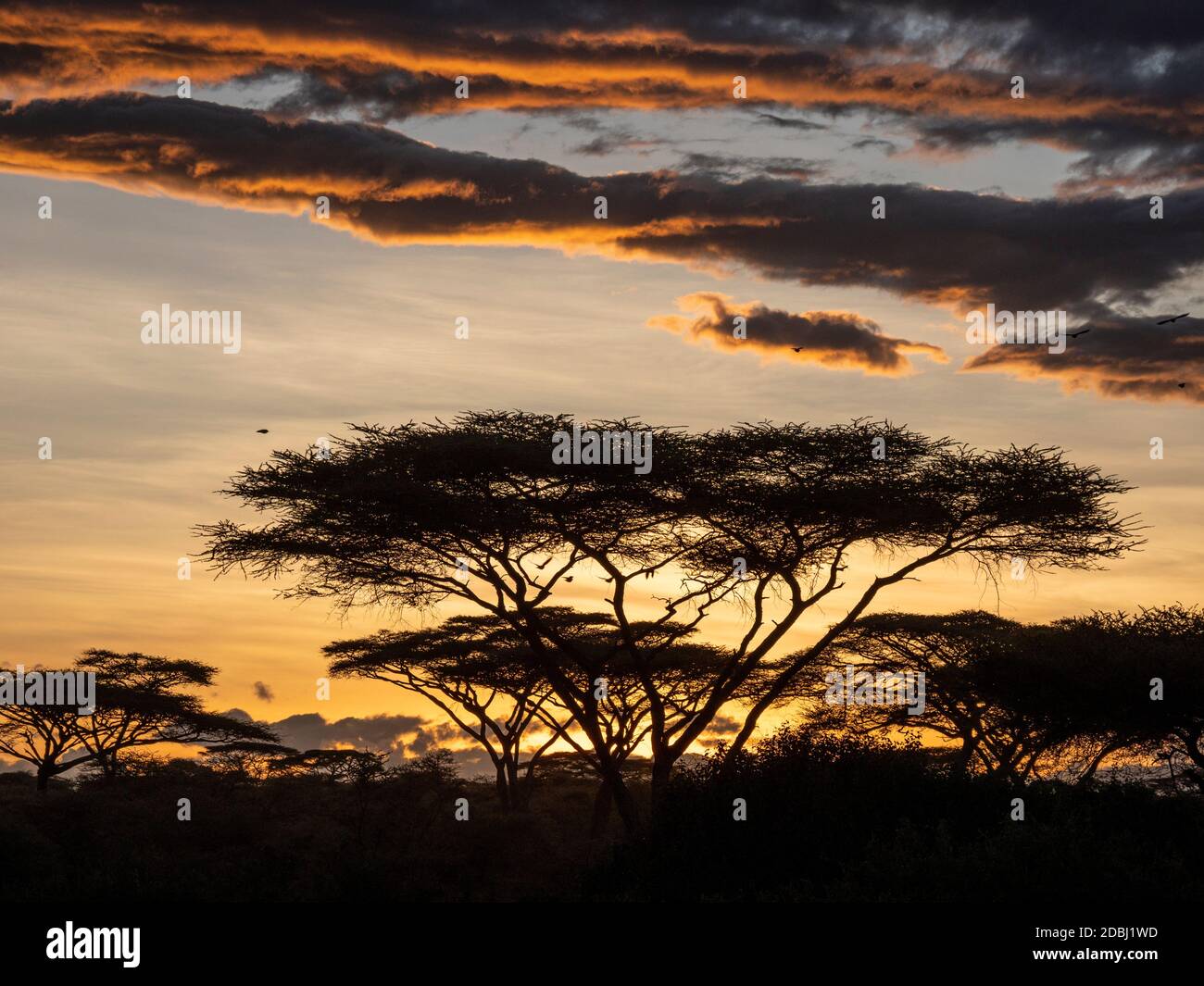 Alba su alberi di acacia nel Parco Nazionale di Serengeti, Patrimonio dell'Umanità dell'UNESCO, Tanzania, Africa orientale, Africa Foto Stock