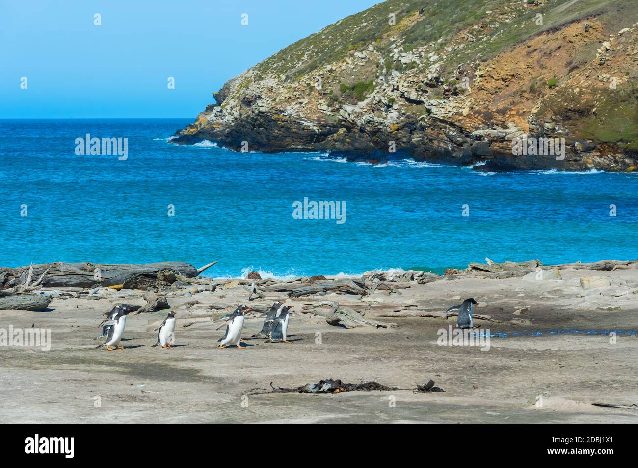 Pinguini di Gentoo (Pigoscelis papua) che attraversano un ruscello, grave Cove, West Falkland Island, Falkland Islands, Sud America Foto Stock