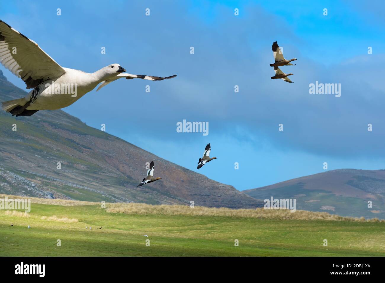 Fying Upland Geese (Chloephaga pitta), grave Cove, West Falkland Island, Falkland Islands, British Overseas Territory, Sud America Foto Stock
