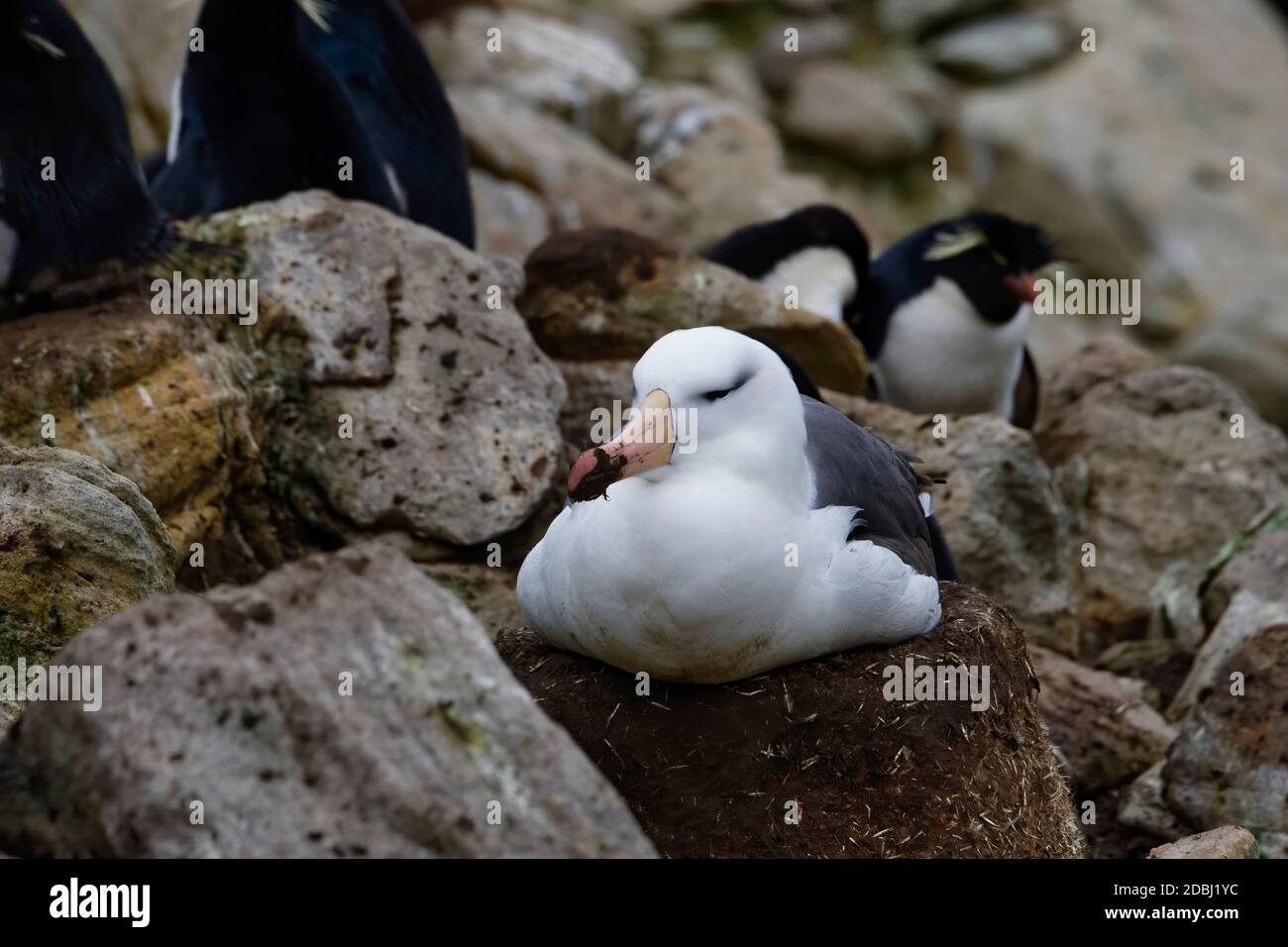 Nesting Albatross (Thalassarche melanophris), Nuova Isola, Isole Falkland, territorio britannico d'oltremare, Sud America Foto Stock