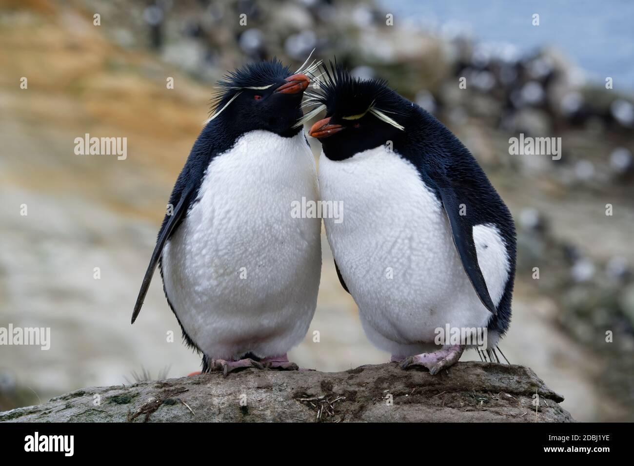 Coppia dei pinguini del sud del Rockhopper (Eudyptes crisocome), Nuova isola, Isole Falkland, territorio britannico d'oltremare, Sudamerica Foto Stock