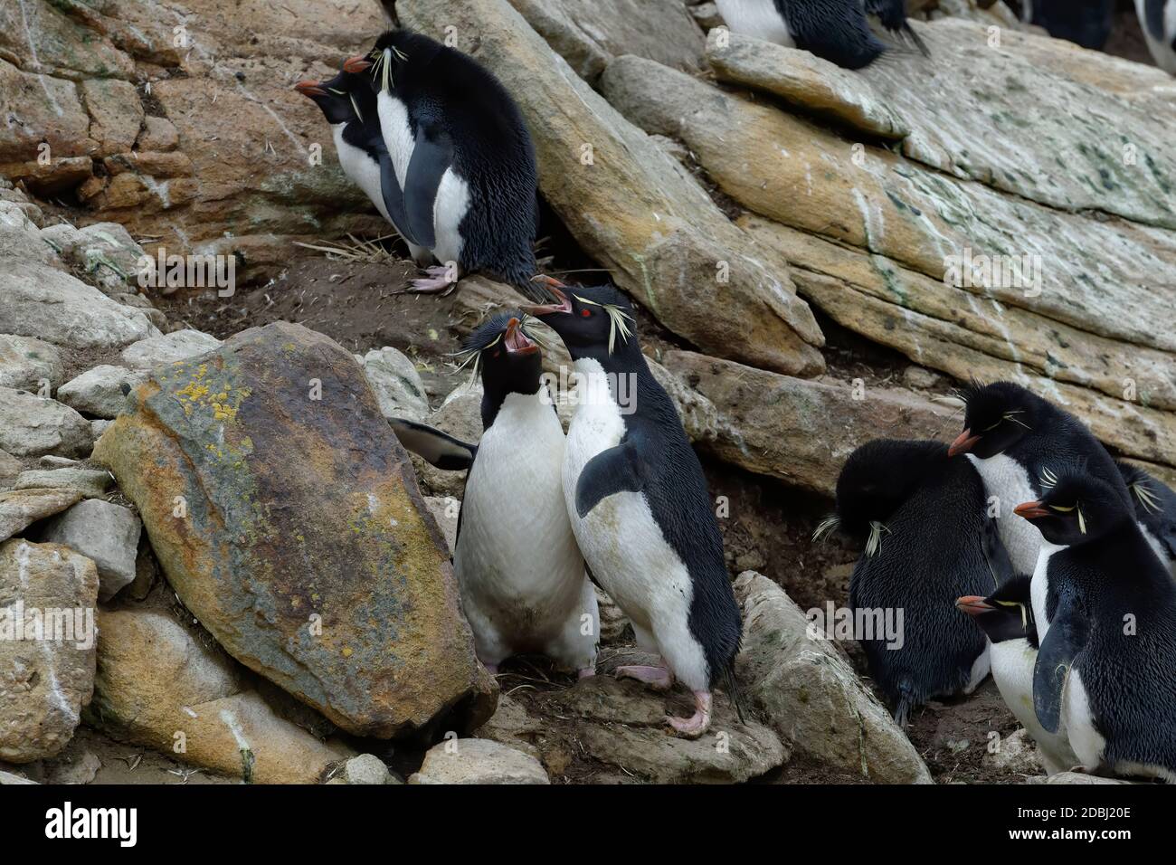 I pinguini delle Montagne Rocciose meridionali (Eudyptes crisocome), New Island, Falkland Islands, British Overseas Territory, Sudamerica Foto Stock