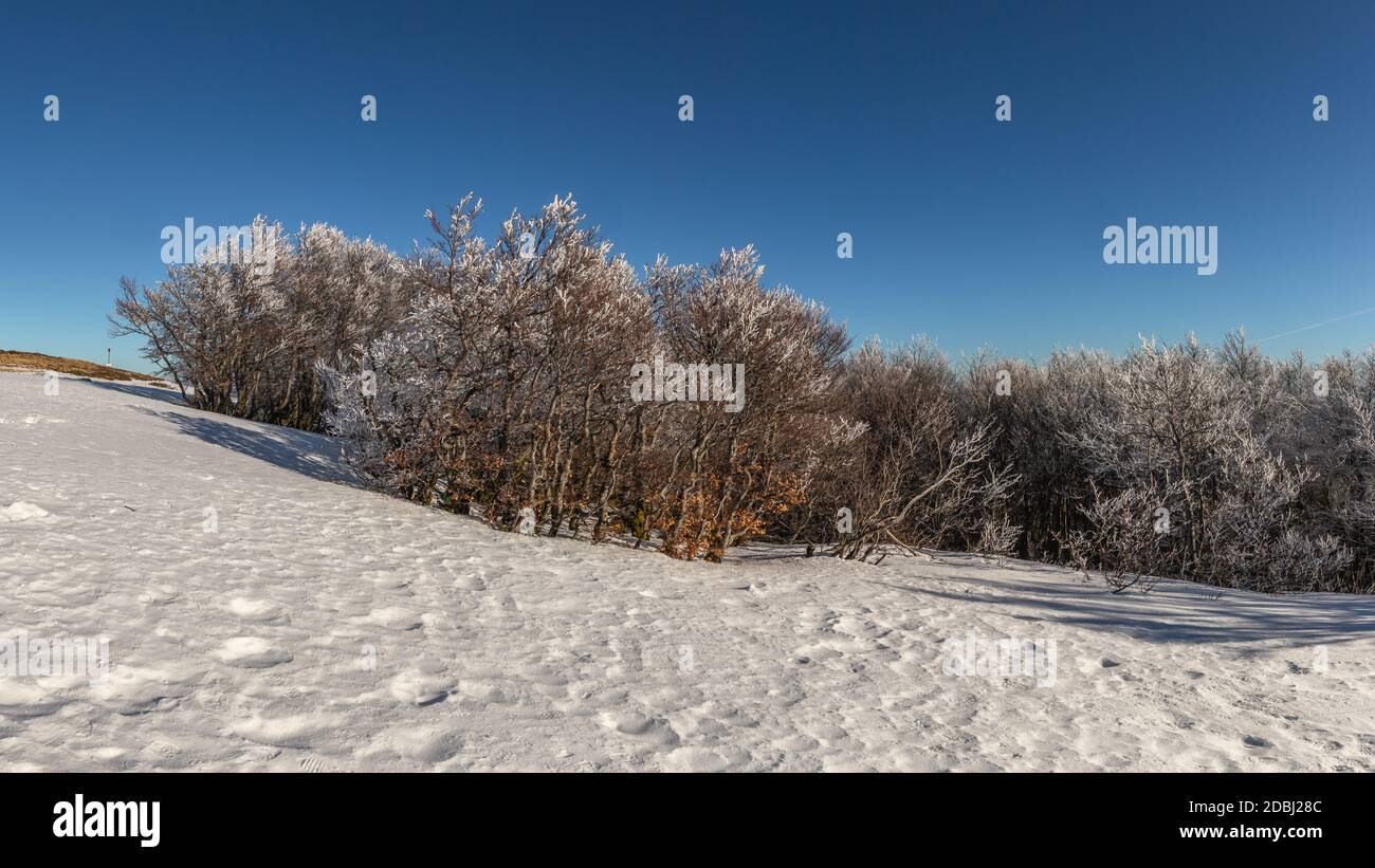 Alberi ghiacciati sull'Alsazia Belchen Foto Stock