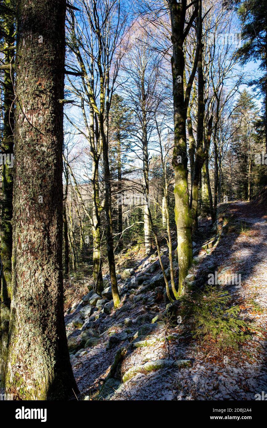 Foresta nel sole basso a Belchen in Alsazia Foto Stock