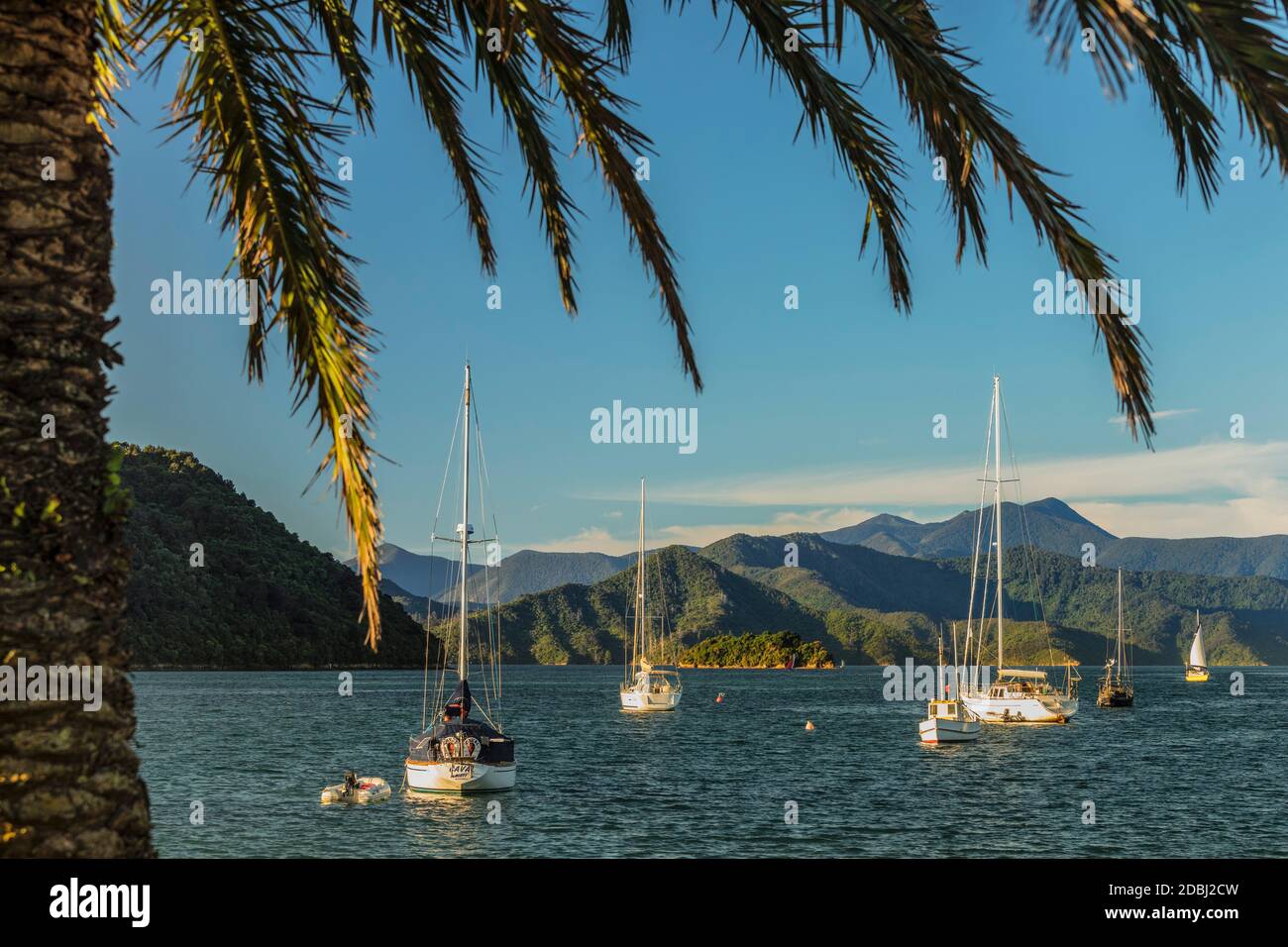 Barche a vela al porto di Picton, Marlborough Sounds, Isola del Sud, Nuova Zelanda, Pacifico Foto Stock