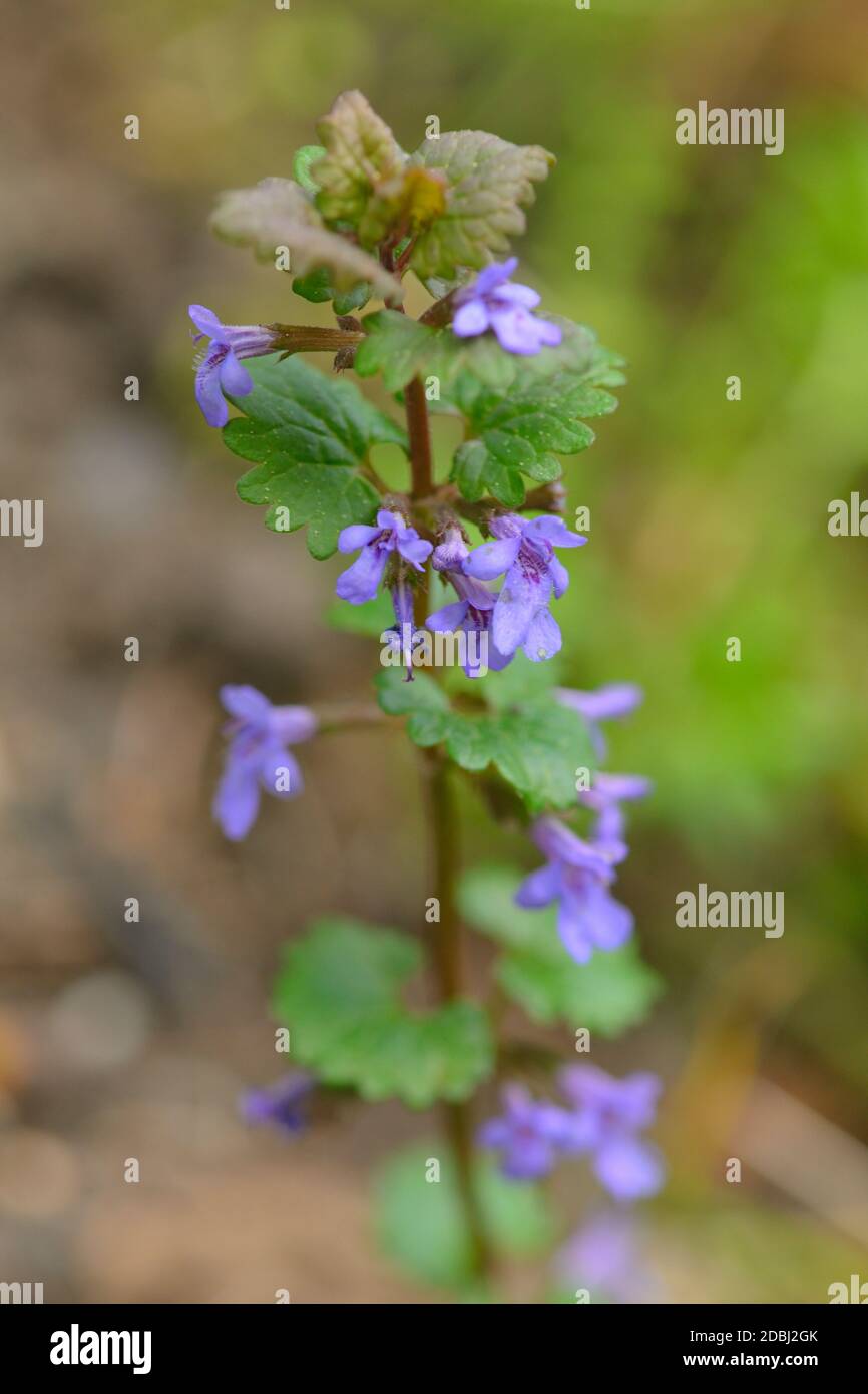 Glechoma hederacea fiore selvatico su un prato in primavera Foto Stock