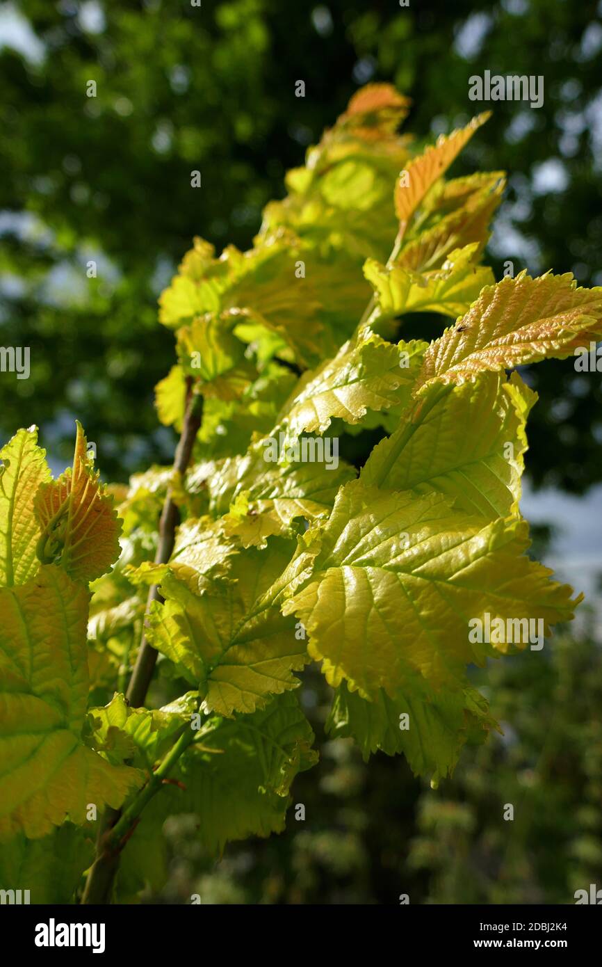 Olmo d'oro Foto Stock